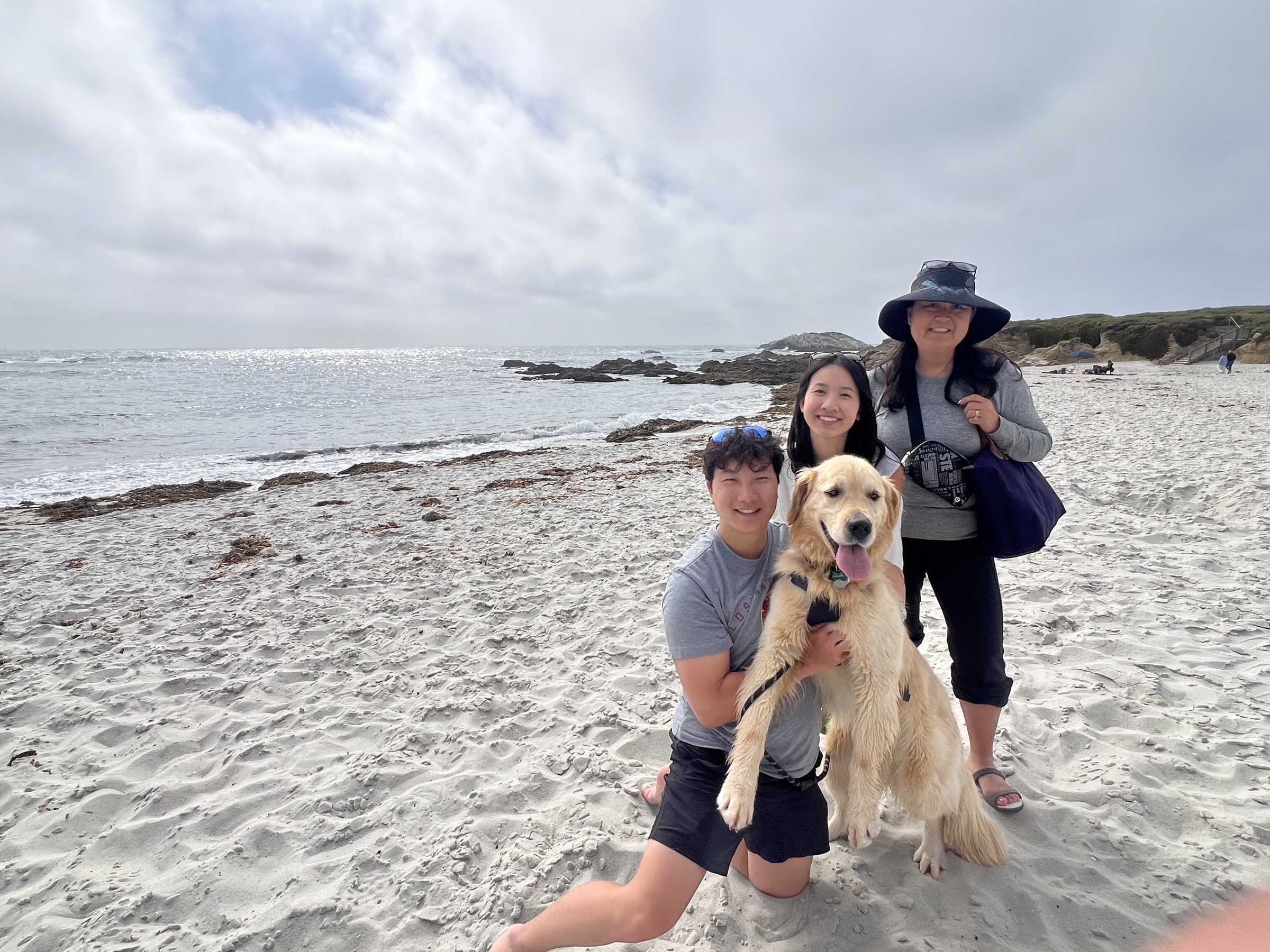 Golden Retrievers