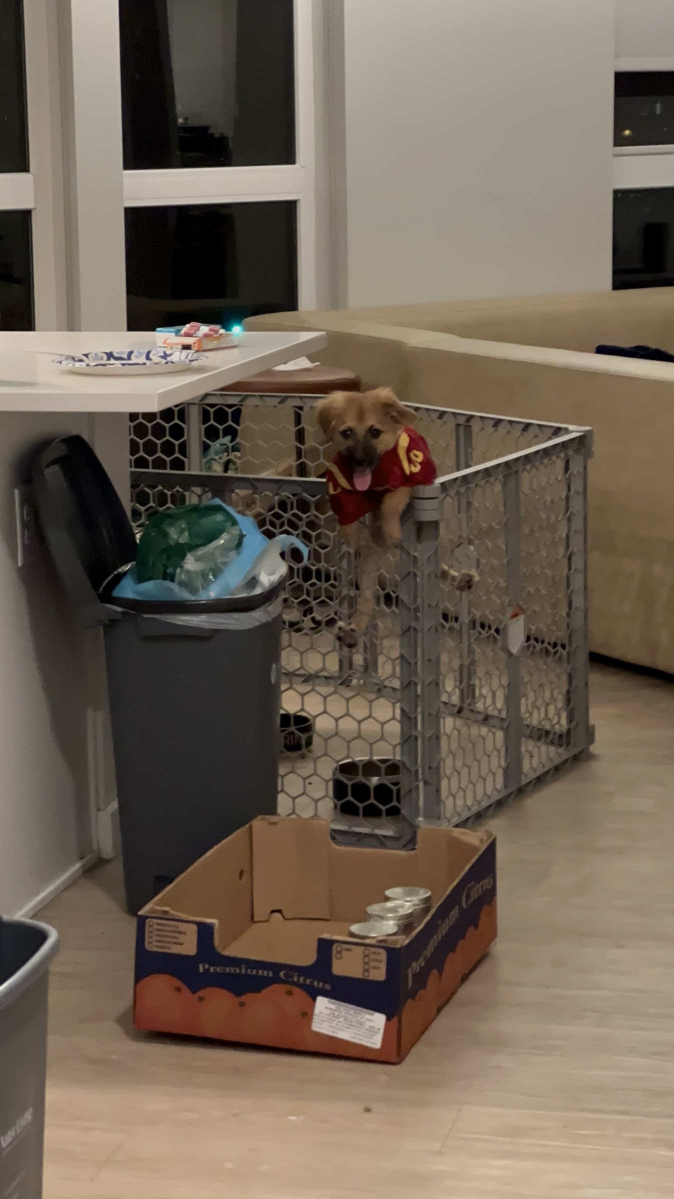 College Puppy