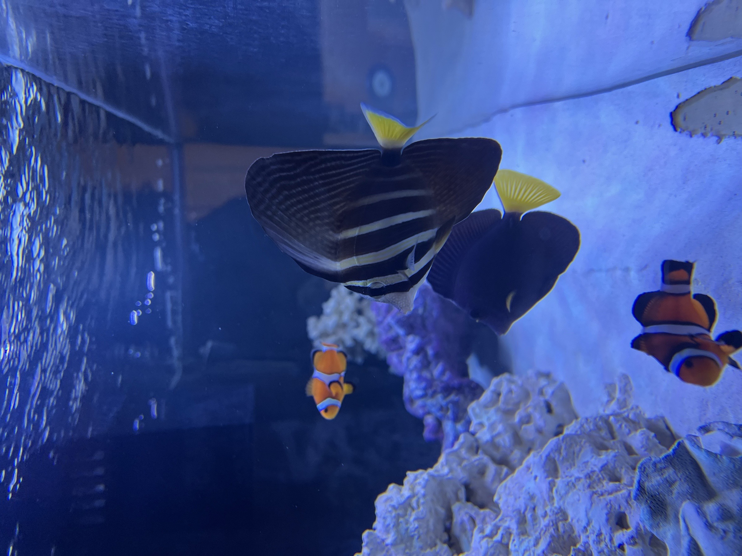 Building Reef Aquariums